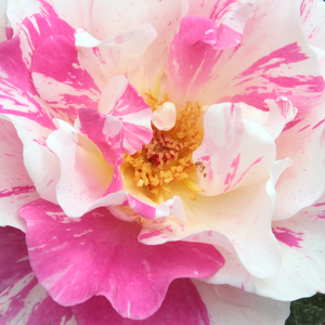 Kупить В Интернет-Магазине - Poзa Белинго - бело-розовая - Роза флорибунда  - роза с интенсивным запахом - Франсуа Дерьё II - В случае групповой посадки роз можно добиться экстравагантного эффекта благодаря полосатым цветам, которыми  можно любоваться небольшими многоцветковыми соцветиями в разных стадиях распускания до самых морозов.